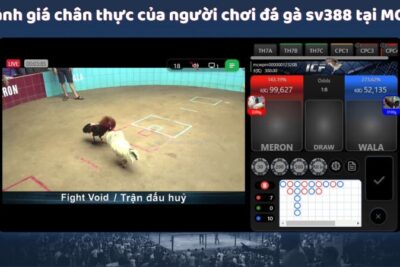 Đá Gà Sv388  – Sân Chơi Cá Cược Trực Tuyến Hấp Dẫn Nhất